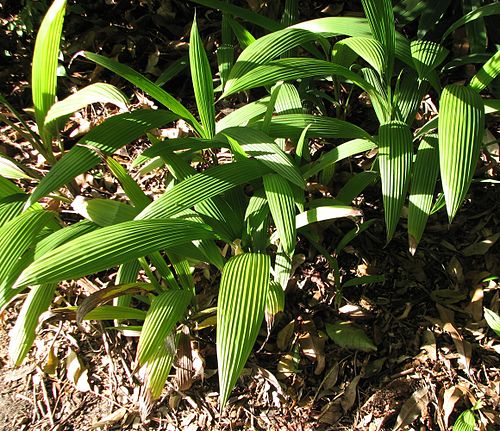 Molineria capitulata